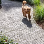 Hond loopt over bochtig tuinpad van Lotis getrommelde klinkers langs struiken