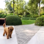 Krullige bruine hond op witte tegels naast pad van Lotis klinkers in parktuin