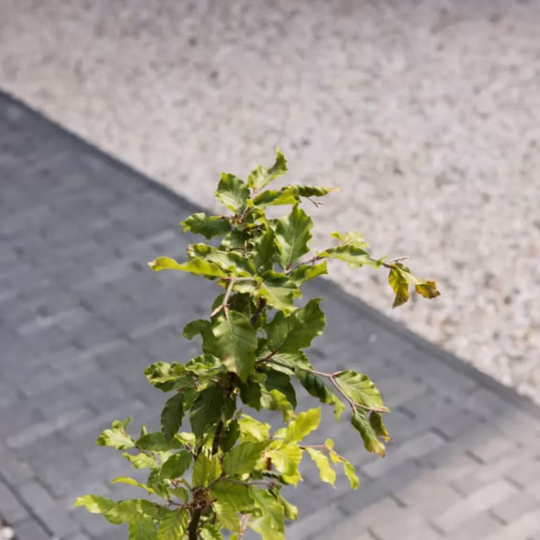Detail van Tambour Antraciet waalformaat naast grind met jong boompje in beeld