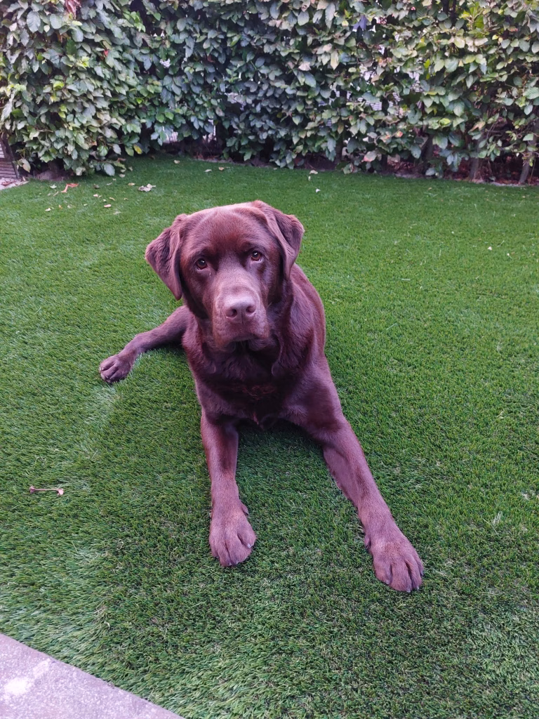 Kunstgras hond Toulon, gras van de buren