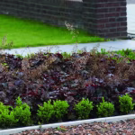 Grijze opsluitband als rand van border met buxus en roodbladige planten