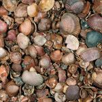 Schelpen 3-20 mm MOB