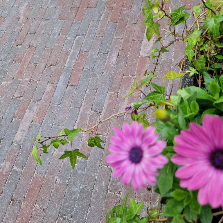 Stonique trommel waalformaat 7 cm Groninger Bruin gebakken look