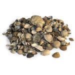 Schelpen 8-16 mm bigbag Redsun-1