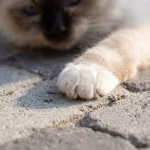 Close-up van kattenpoot op grijze getrommelde WG Stone bestrating met lavendelbloemetjes